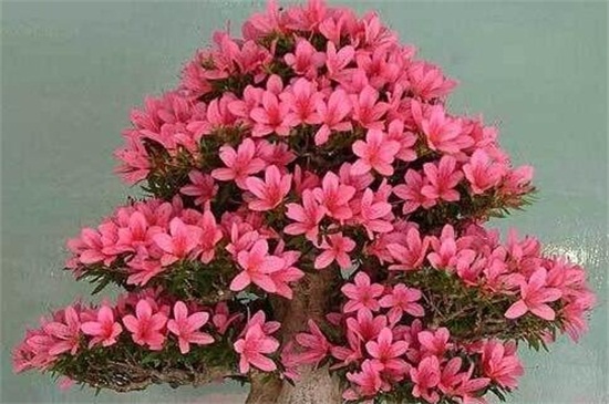 杜鹃花冬季如何养