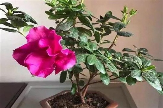 杜鹃花冬季如何养