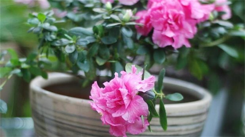 杜鹃花为何不开花