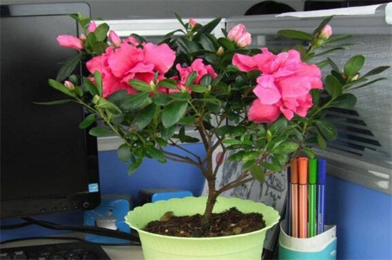 杜鹃花为何不开花