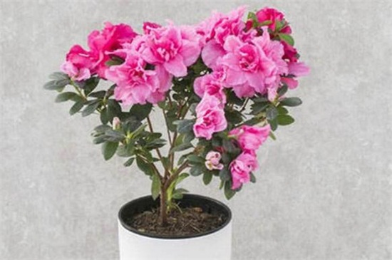 杜鹃花为何不开花