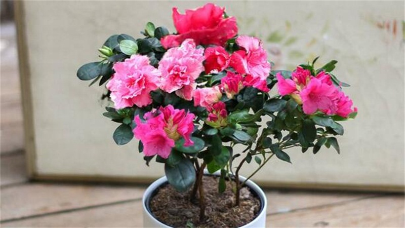 杜鹃花如何施肥