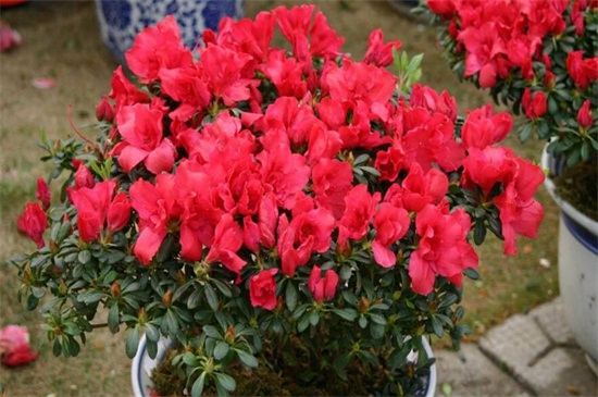 杜鹃花如何施肥