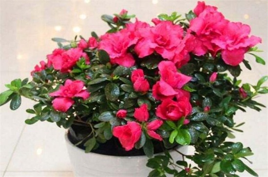 杜鹃花如何施肥