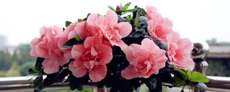 杜鹃花夏季如何养