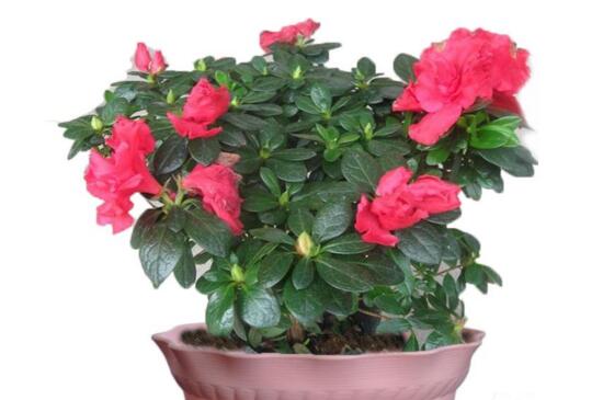 杜鹃花夏季如何养