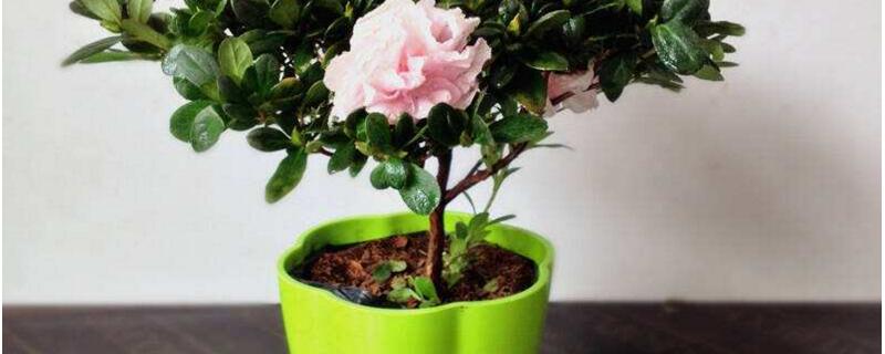 四季杜鹃花的养殖办法和留意事项