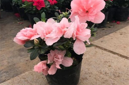 四季杜鹃花的养殖办法和留意事项