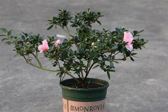 四季杜鹃花的养殖办法和留意事项