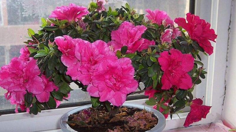 杜鹃花叶子发黄如何办