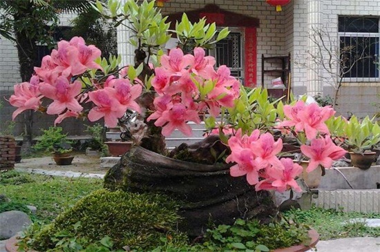 杜鹃花叶子发黄如何办