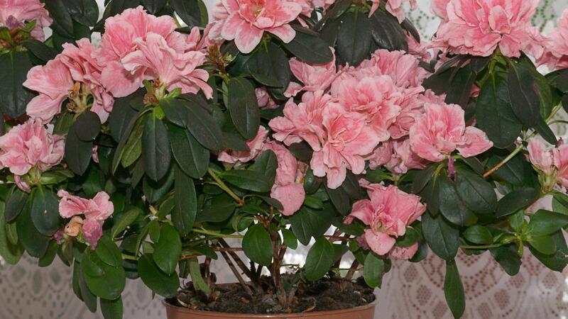 杜鹃花的养殖办法和留意事项