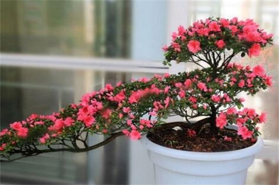 杜鹃花的养殖办法和留意事项