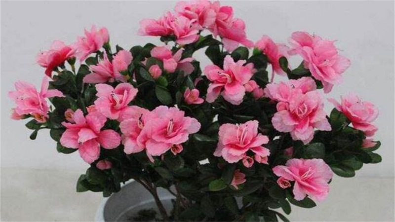 杜鹃花叶子干枯如何办