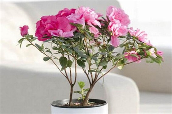 杜鹃花叶子干枯如何办