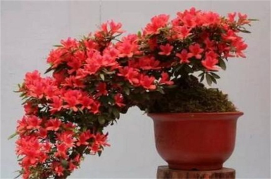 杜鹃花叶子干枯如何办