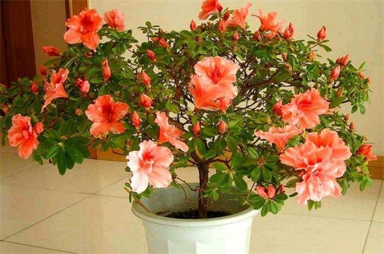 杜鹃花如何养