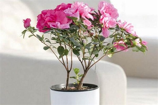 杜鹃花如何养