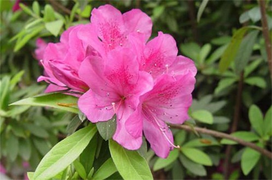 朝鲜的国花是什么花，金达莱(附养殖办法)