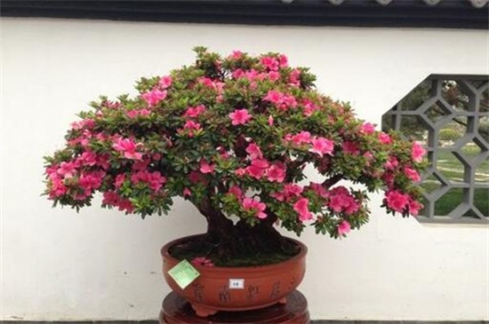 朝鲜的国花是什么花，金达莱(附养殖办法)