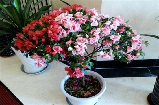 朝鲜的国花是什么花，金达莱(附养殖办法)