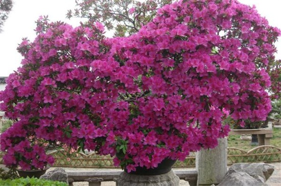 朝鲜的国花是什么花，金达莱(附养殖办法)