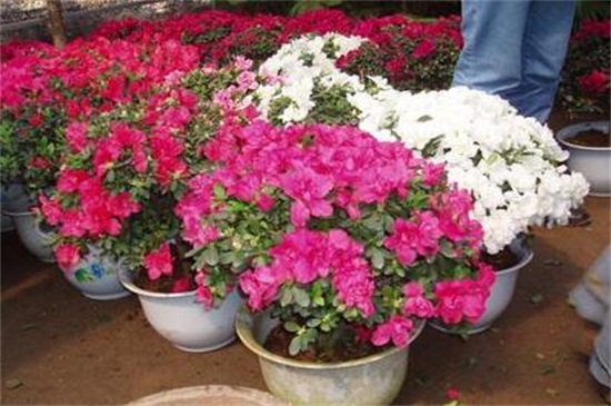 朝鲜的国花是什么花，金达莱(附养殖办法)