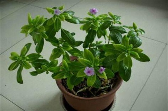 朝鲜的国花是什么花，金达莱(附养殖办法)