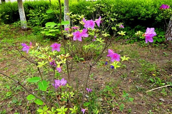 朝鲜的国花是什么花，金达莱(附养殖办法)