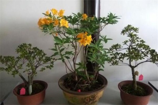 杜鹃花为何开不起来,详解四种原因及处理办法