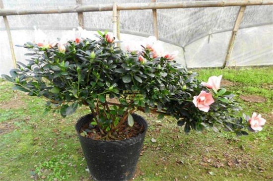 杜鹃花为何开不起来,详解四种原因及处理办法