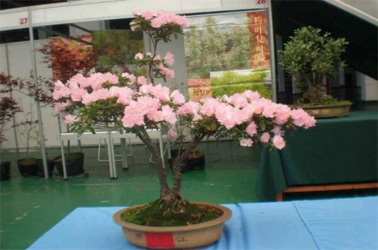 杜鹃花为何开不起来,详解四种原因及处理办法