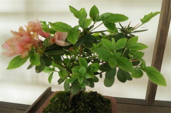 杜鹃花为何开不起来,详解四种原因及处理办法