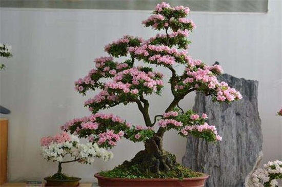 杜鹃花为何开不起来,详解四种原因及处理办法