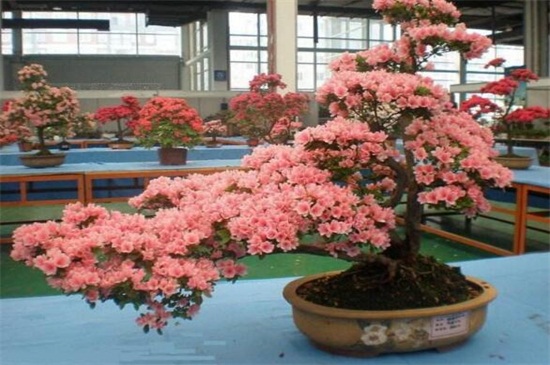 杜鹃花为何开不起来,详解四种原因及处理办法