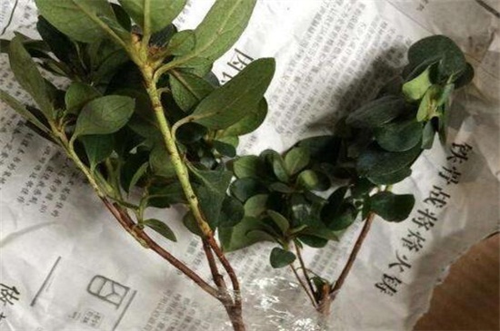 杜鹃花为何开不起来,详解四种原因及处理办法