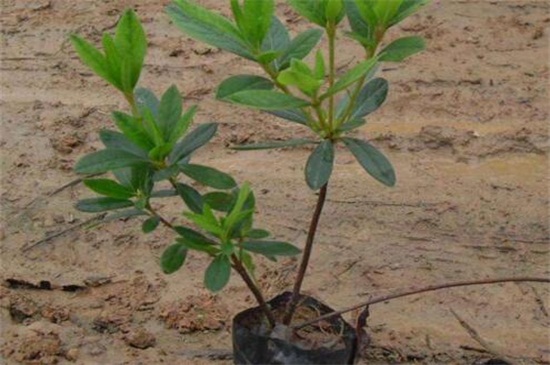 杜鹃花为何开不起来,详解四种原因及处理办法