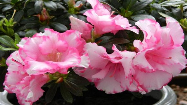 杜鹃花的养殖办法和留意事项