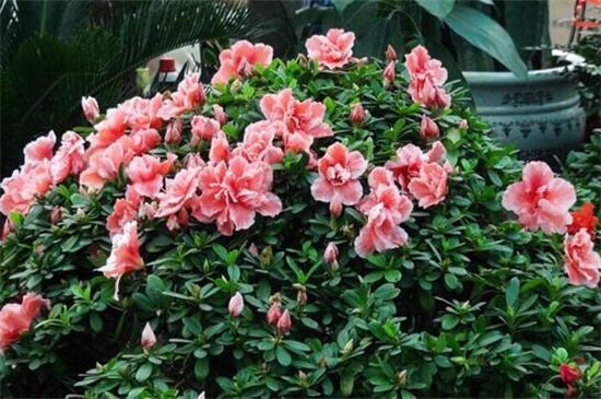 杜鹃花的养殖办法和留意事项