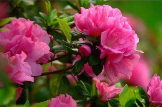 杜鹃花叶子一碰就掉如何办，4个办法完美处理杜鹃掉叶现象