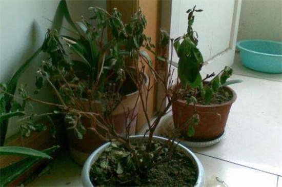 杜鹃花叶子一碰就掉如何办，4个办法完美处理杜鹃掉叶现象