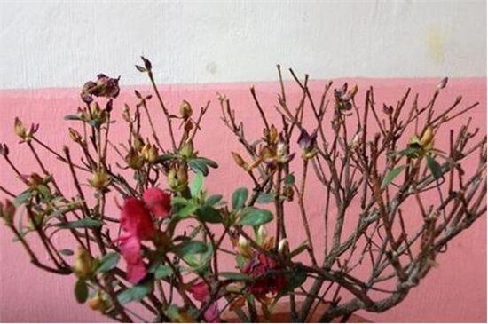 杜鹃花叶子一碰就掉如何办，4个办法完美处理杜鹃掉叶现象