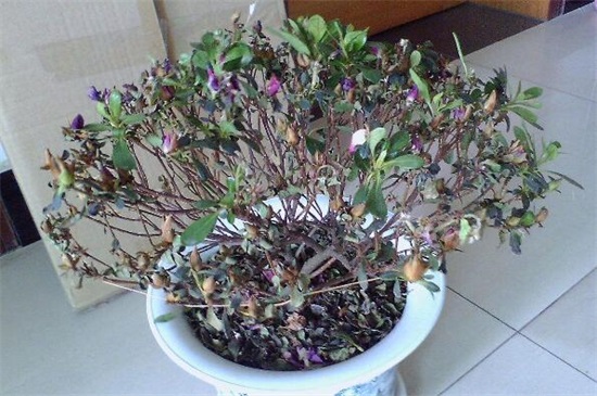 杜鹃花叶子一碰就掉如何办，4个办法完美处理杜鹃掉叶现象