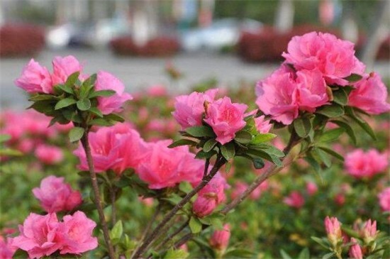 杜鹃花叶子一碰就掉如何办，4个办法完美处理杜鹃掉叶现象