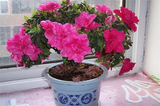 杜鹃花叶子一碰就掉如何办，4个办法完美处理杜鹃掉叶现象