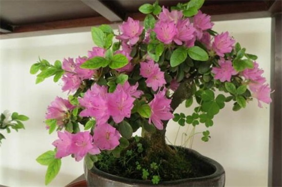 杜鹃花叶子一碰就掉如何办，4个办法完美处理杜鹃掉叶现象