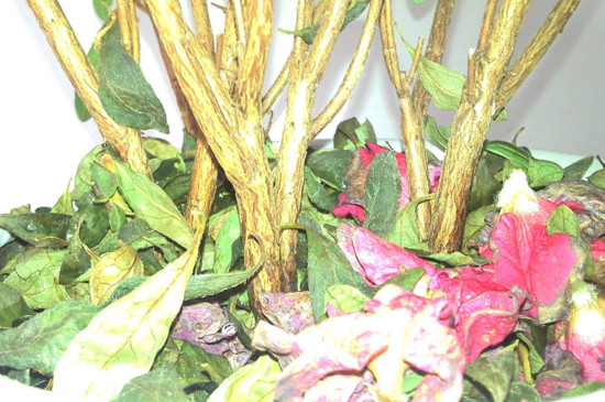 杜鹃花枯萎了如何救活，四个技巧让其满血复活