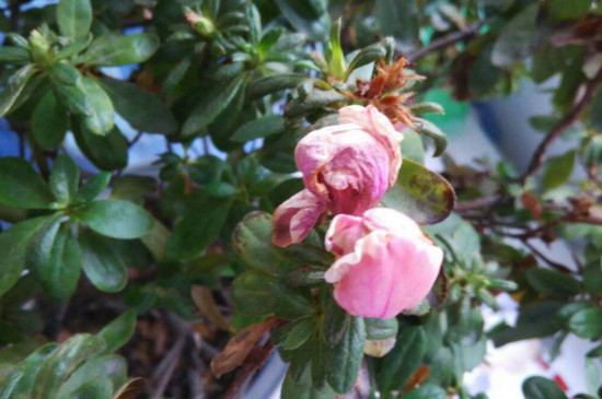 杜鹃花枯萎了如何救活，四个技巧让其满血复活