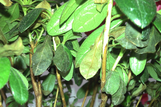 杜鹃花枯萎了如何救活，四个技巧让其满血复活