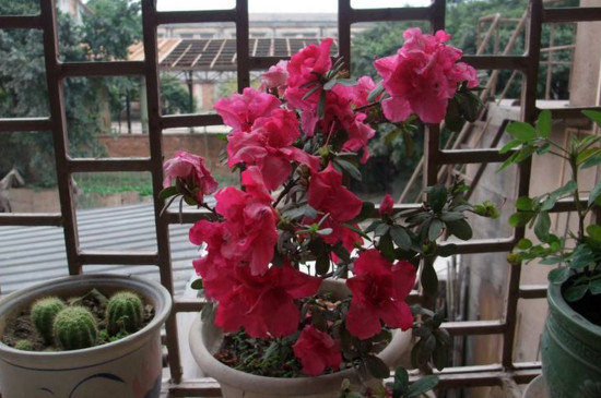 杜鹃花枯萎了如何救活，四个技巧让其满血复活